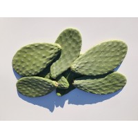 Opuntia Pads Prickly Pear GREAT food for turtle iguana bearded dragon and Uromastyx