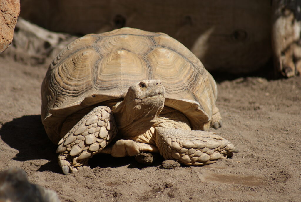 Afrykański żółw pustynny