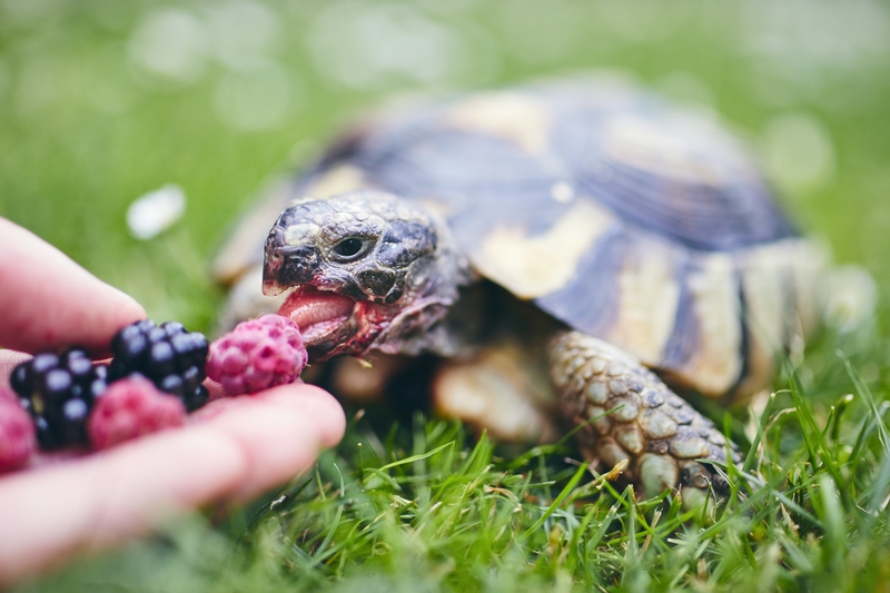 żółw lądowy je owoce z ręki