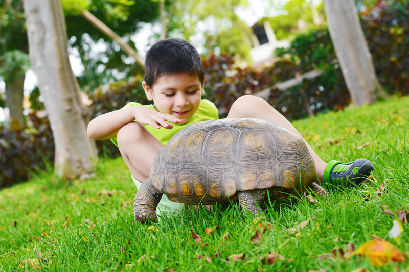 chłopiec głaszcze żółwia na trawie