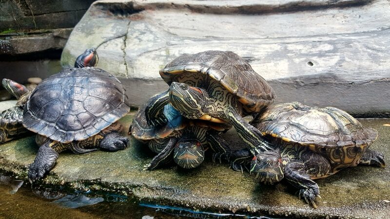 żółwie wodne na wybiegu