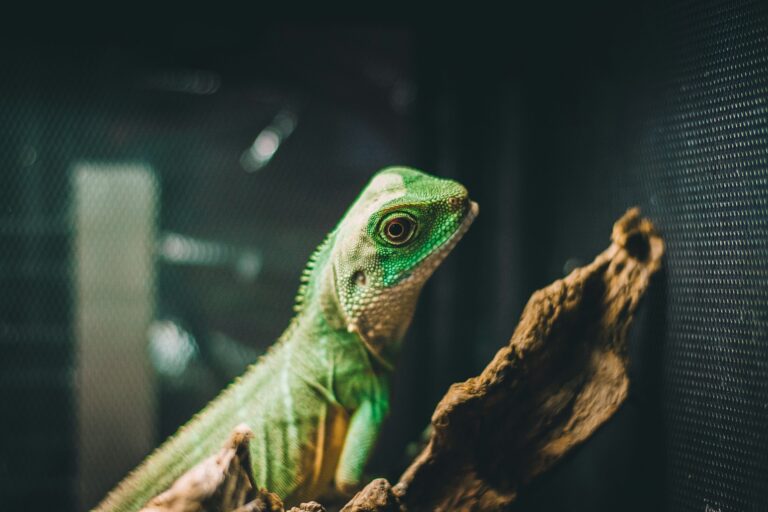 Jak przygotować terrarium na lato, aby zapewnić odpowiednie warunki?