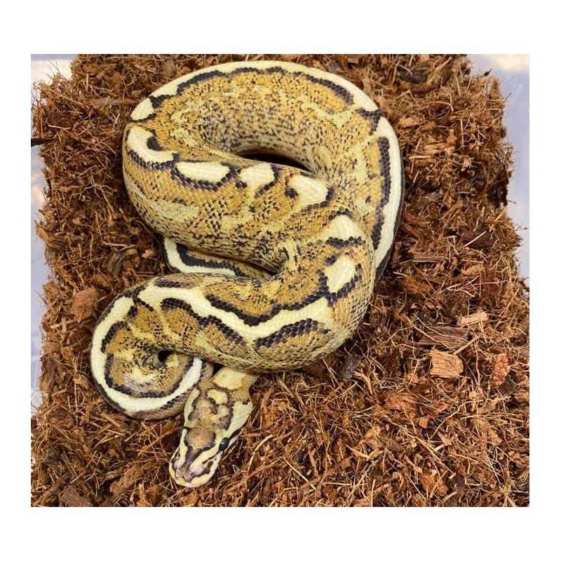 Snake Bedding | Various Substrates for Snakes breeding